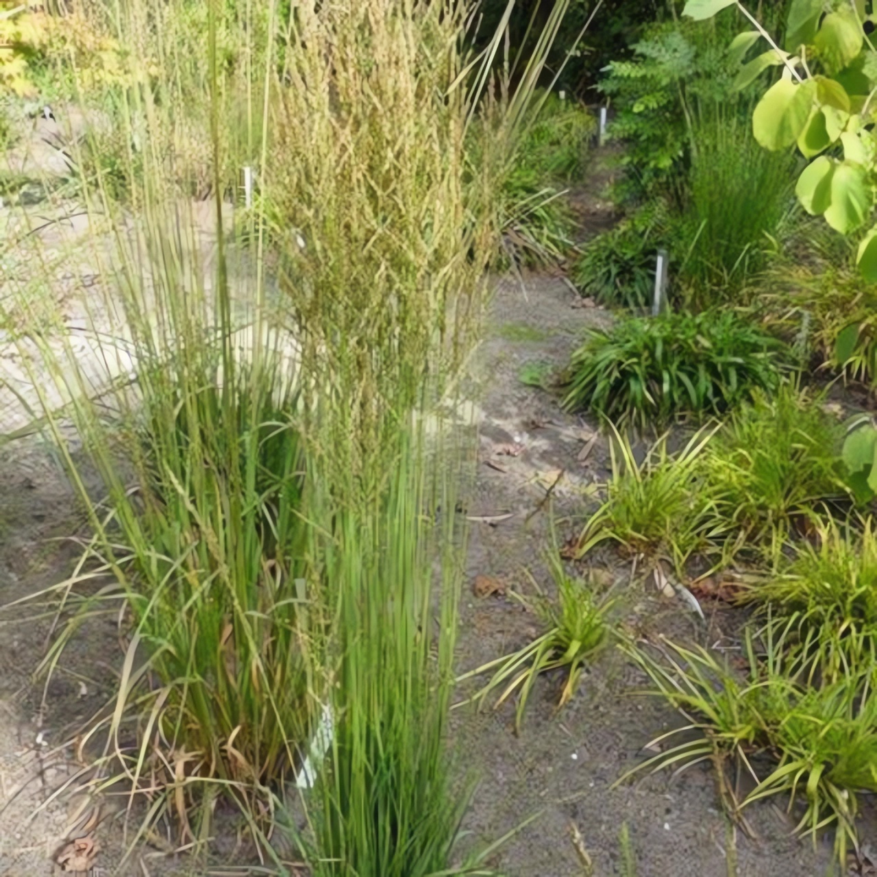 Превью изображения