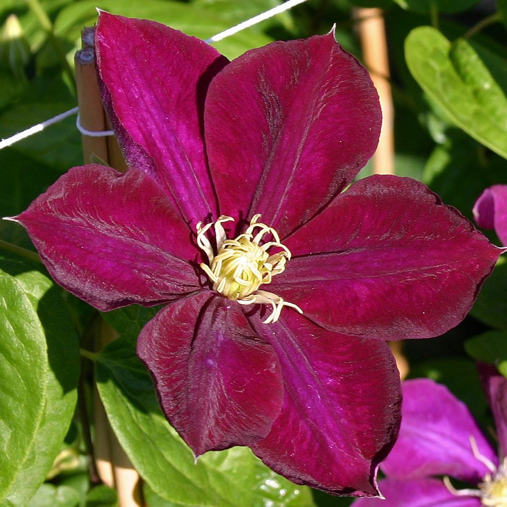 Превью изображения