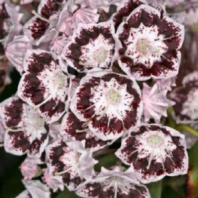 Превью изображения