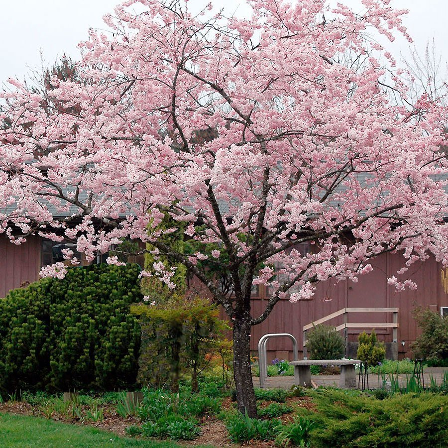 Превью изображения