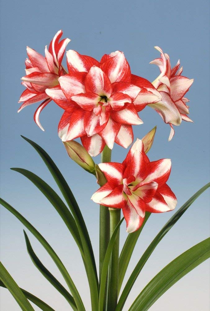 Превью изображения