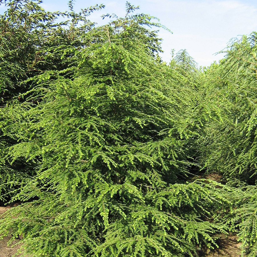 Превью изображения