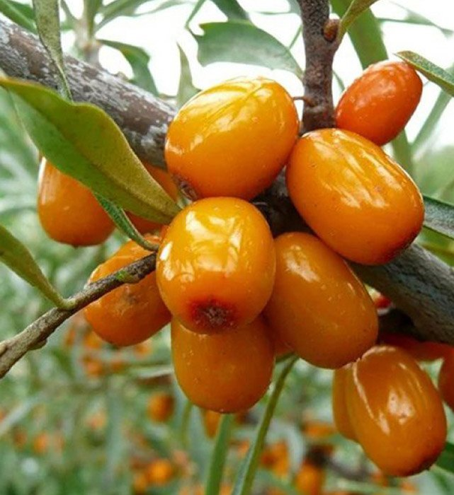 Превью изображения