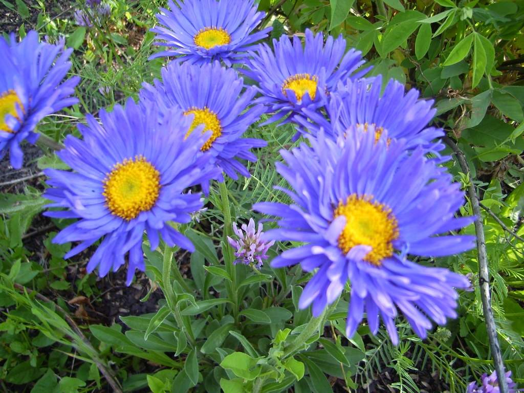 Превью изображения