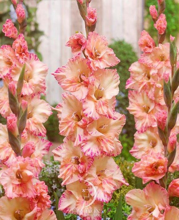 Превью изображения