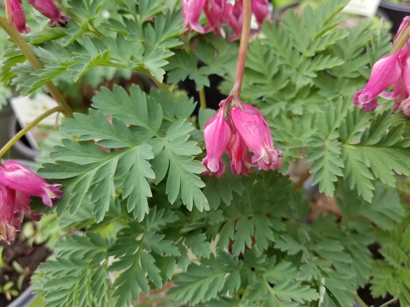 Превью изображения