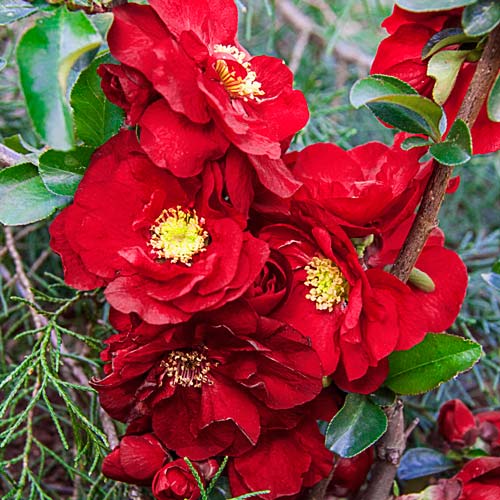 Превью изображения