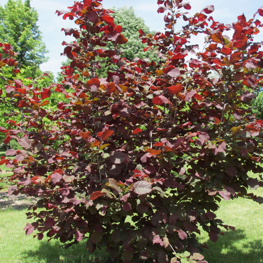 Превью изображения