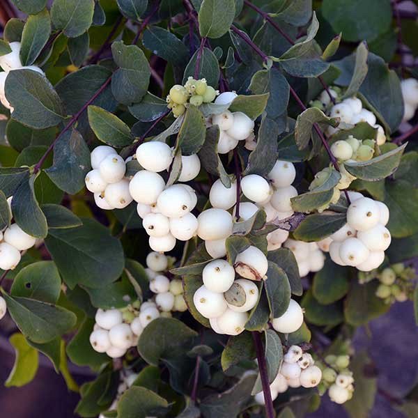 Превью изображения