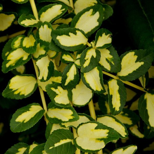 Превью изображения