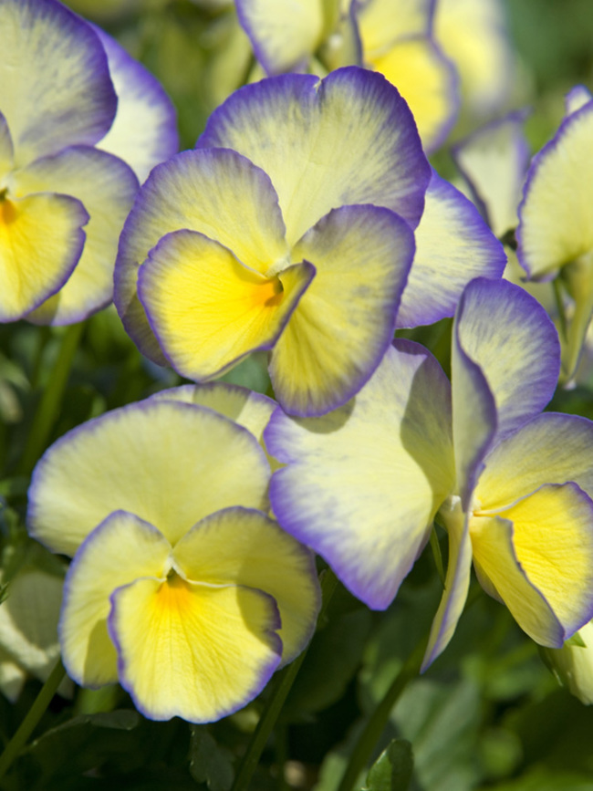 Превью изображения