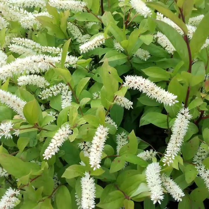 Превью изображения