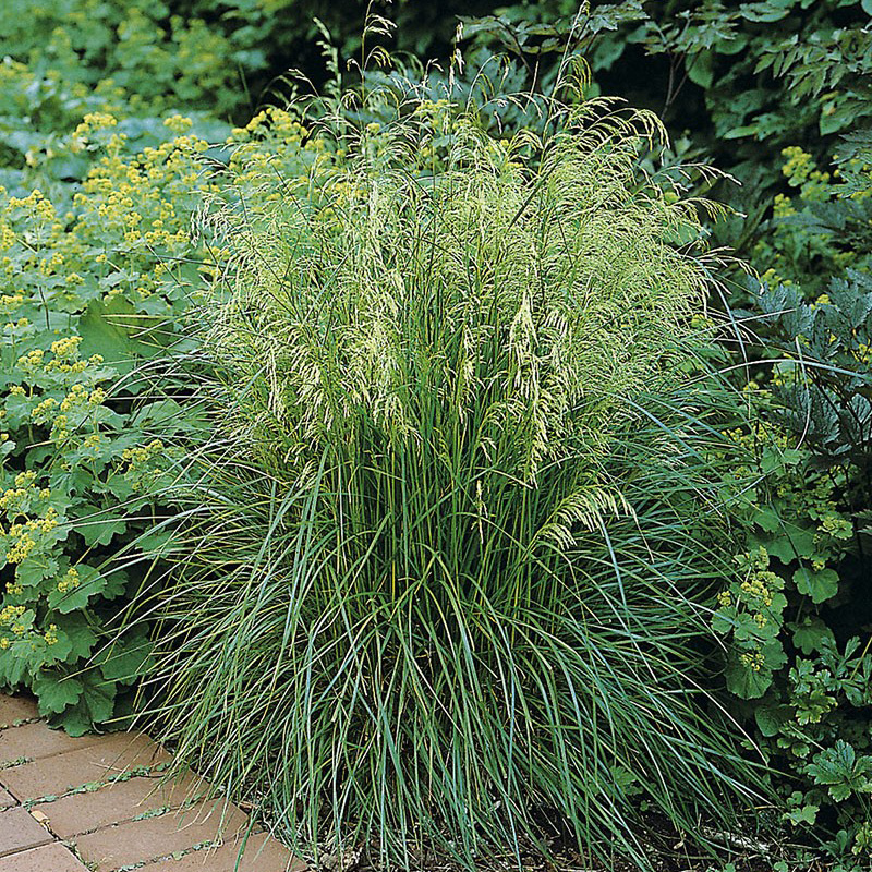 Превью изображения