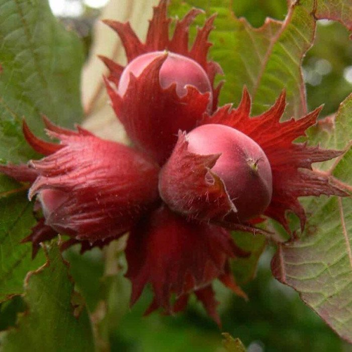 Превью изображения