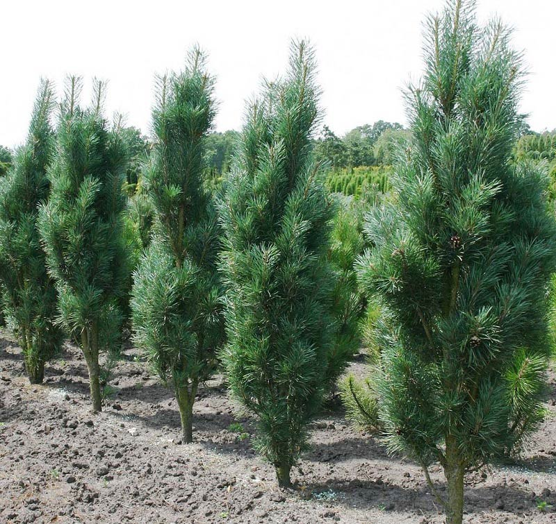 Превью изображения