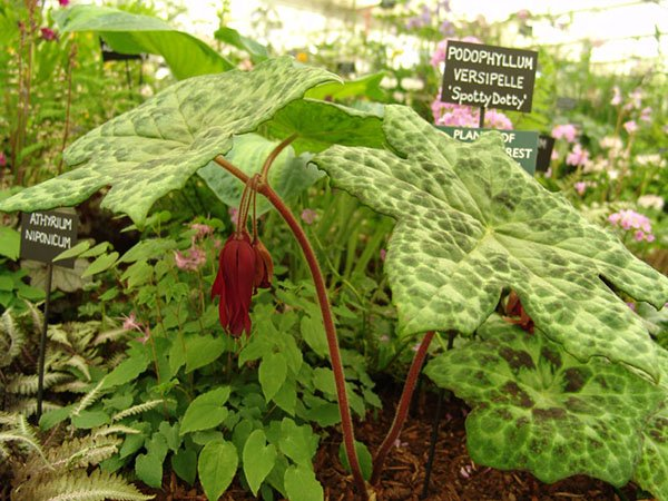 Превью изображения