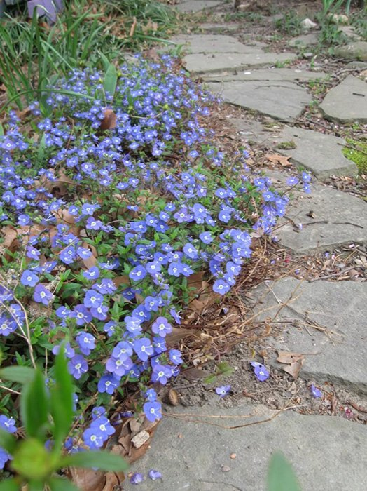 Превью изображения