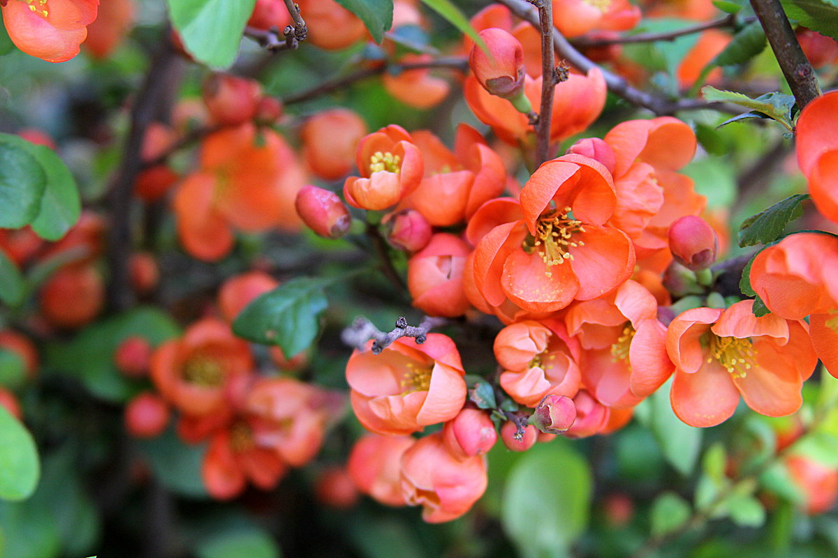 Превью изображения