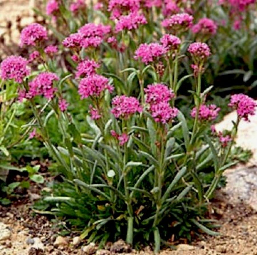 Превью изображения