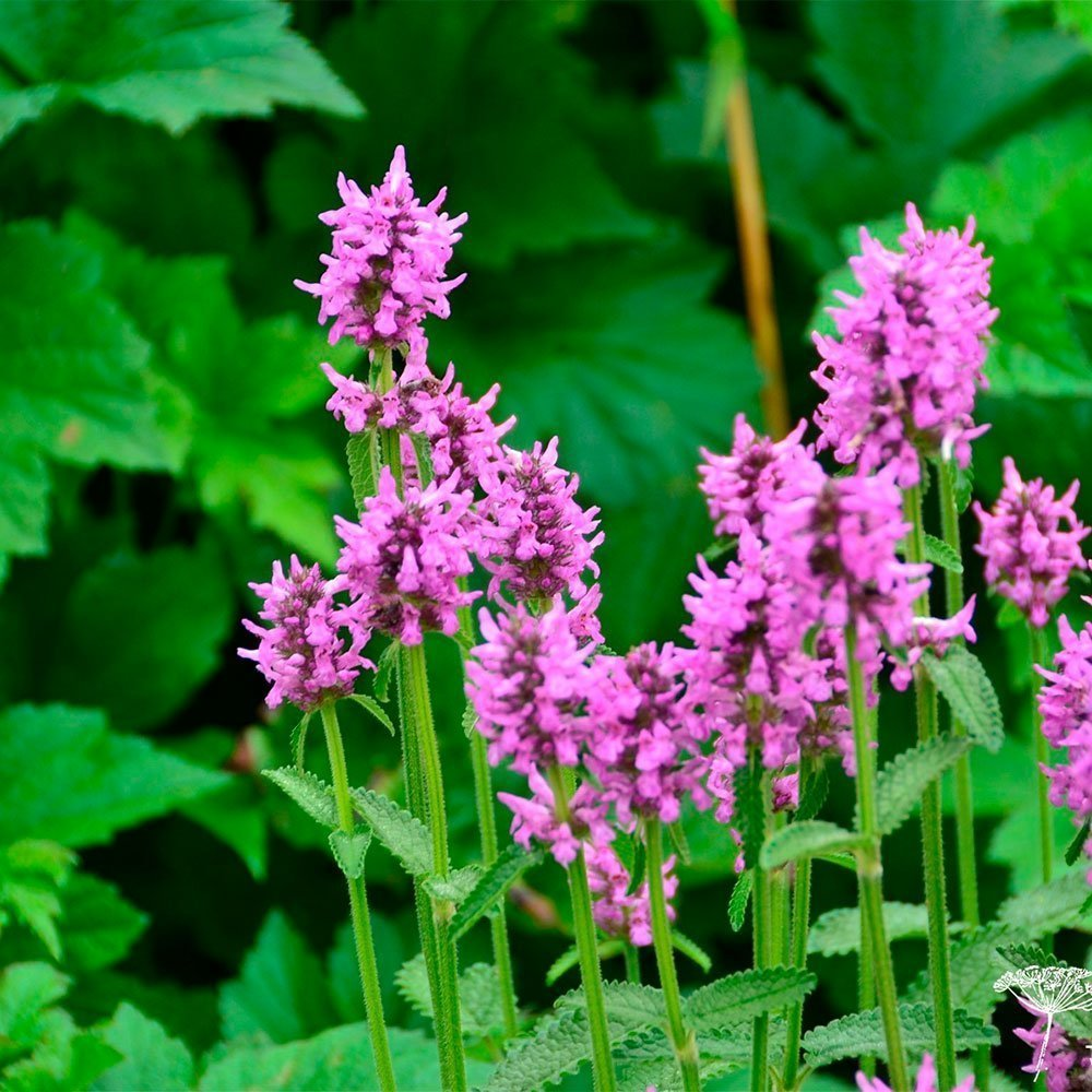 Превью изображения