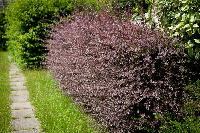 Превью изображения