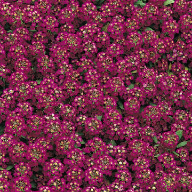 Превью изображения