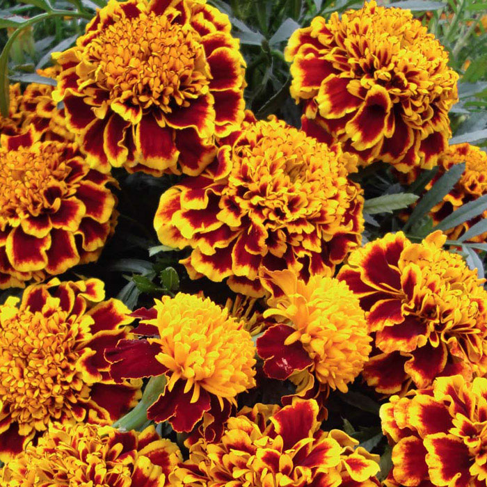 Превью изображения