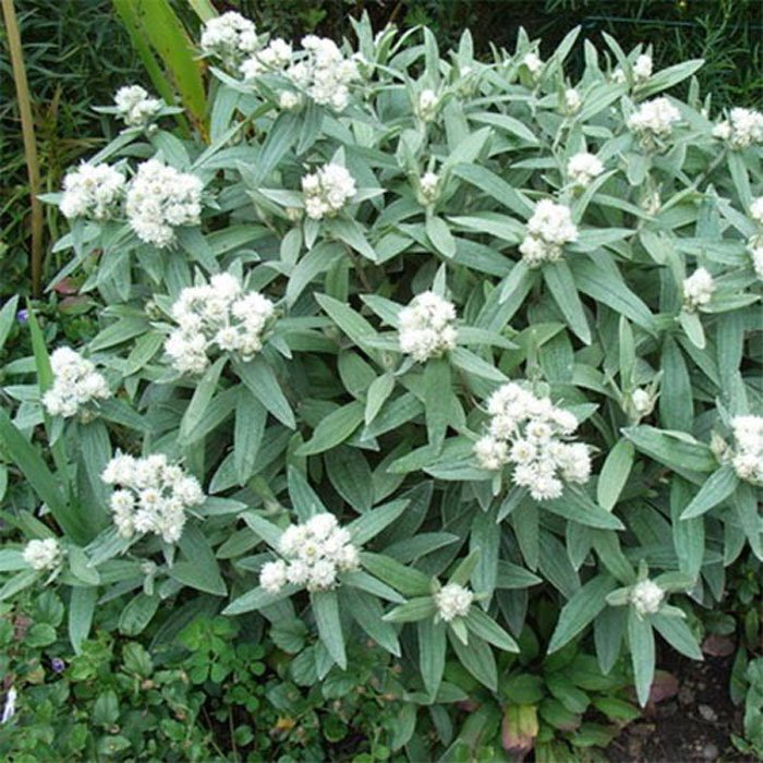 Превью изображения