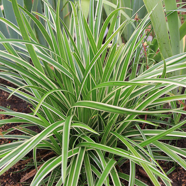 Превью изображения