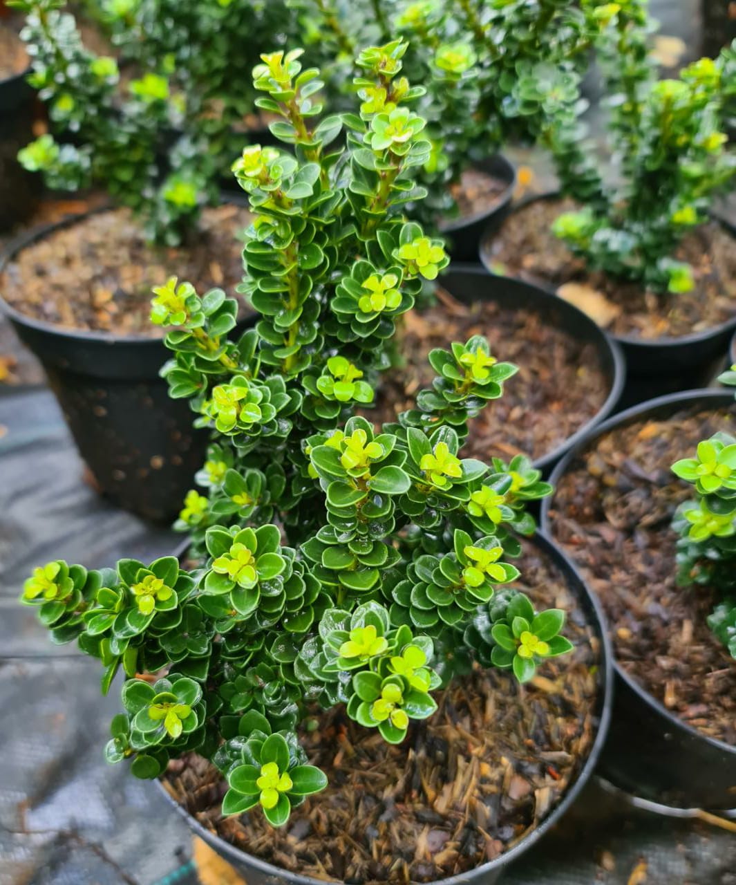 Превью изображения