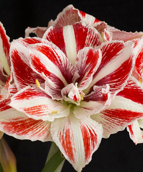 Превью изображения