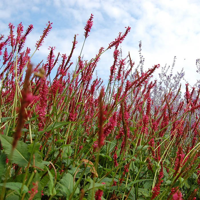 Превью изображения