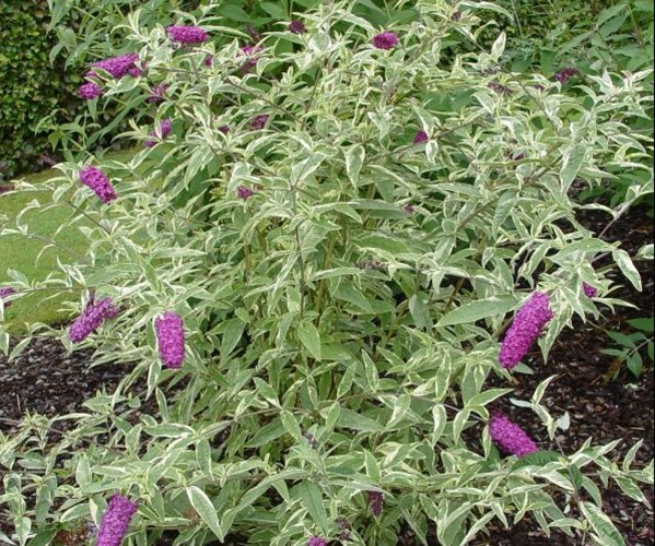 Превью изображения