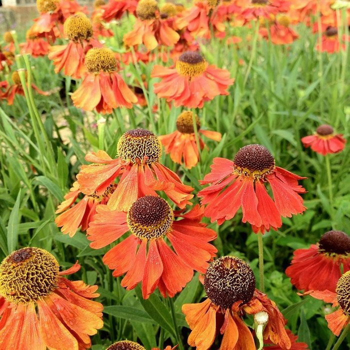 Превью изображения