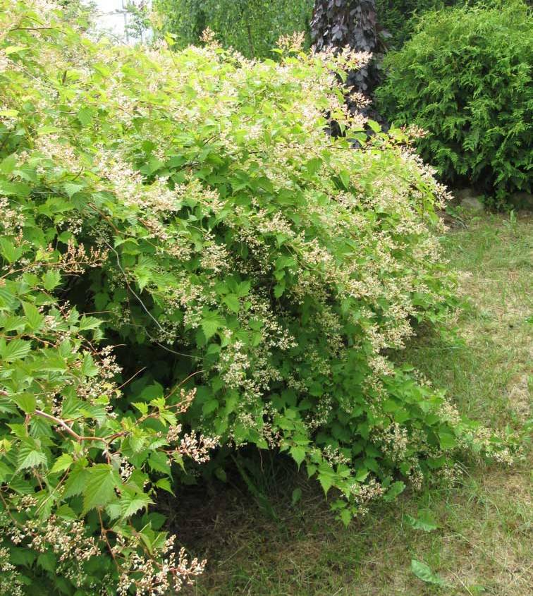 Превью изображения