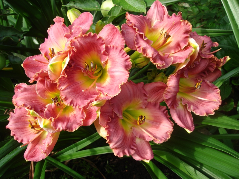 Превью изображения