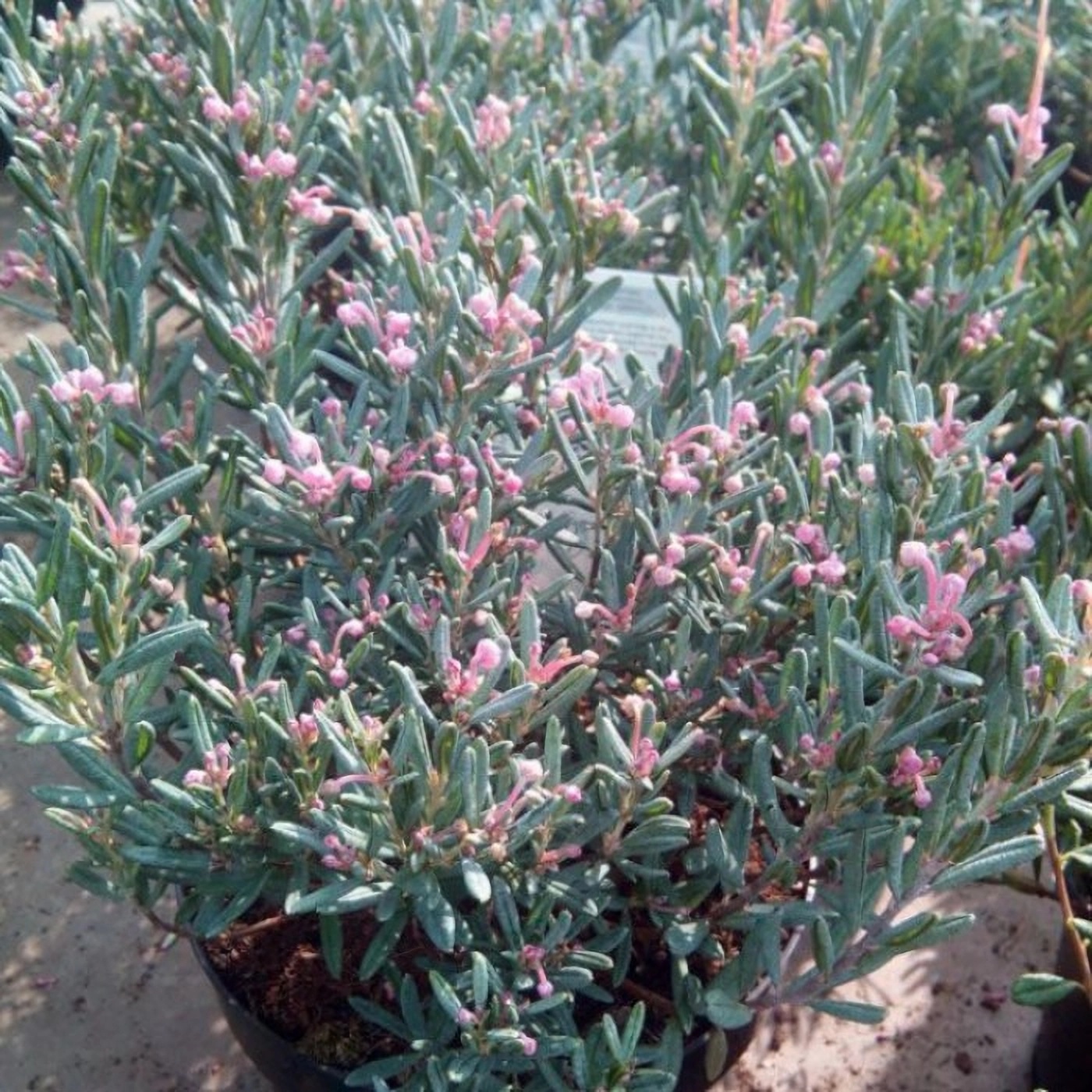 Превью изображения