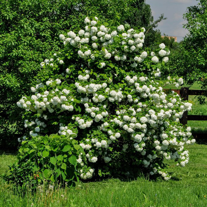 Превью изображения
