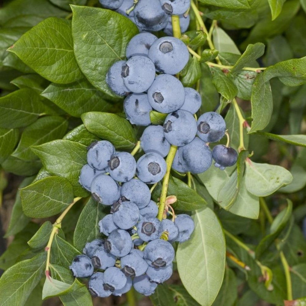 Превью изображения