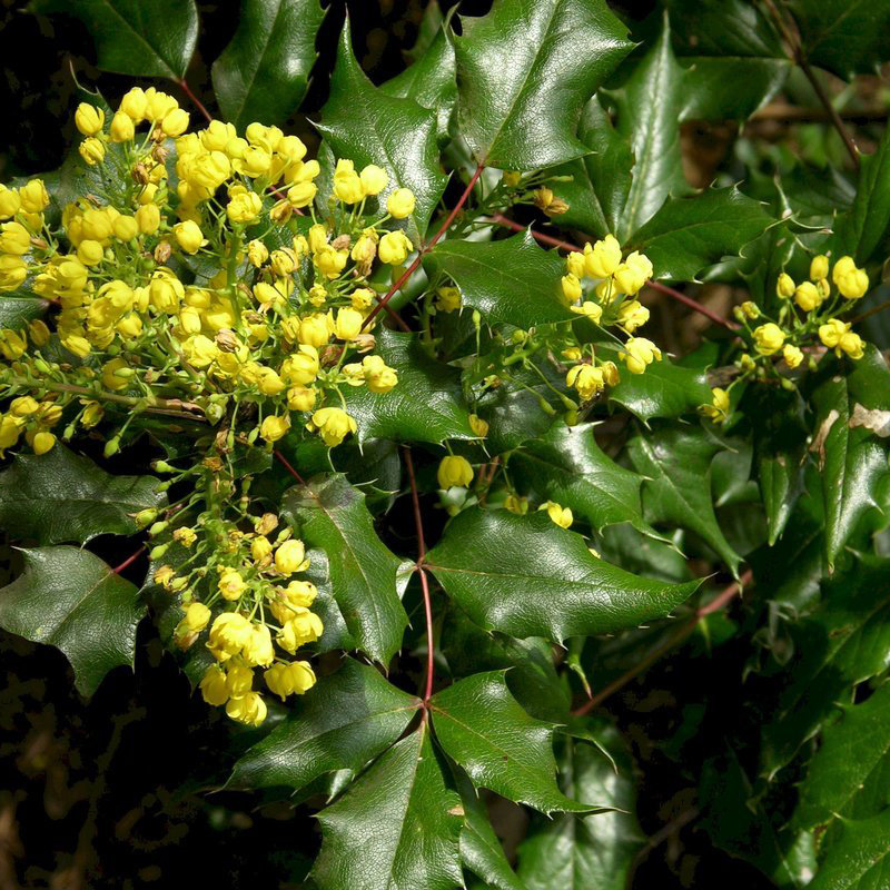 Превью изображения