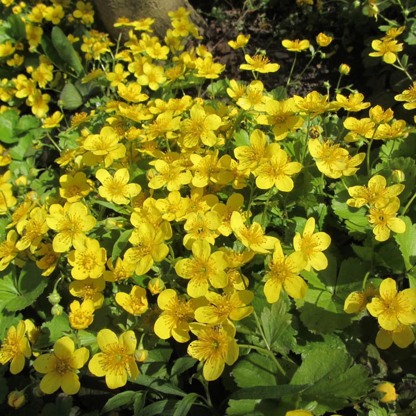 Превью изображения