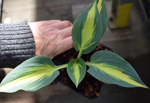 Превью изображения