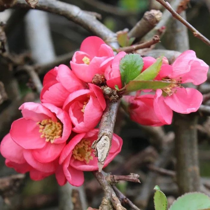 Превью изображения