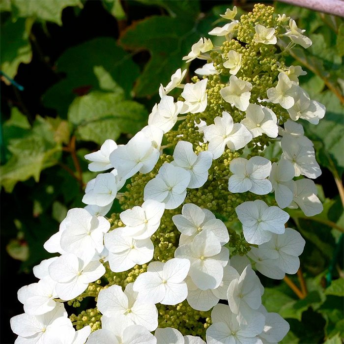 Превью изображения