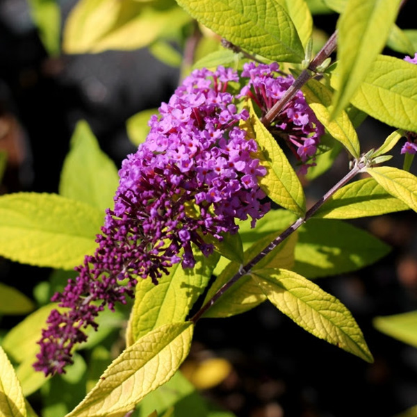 Превью изображения