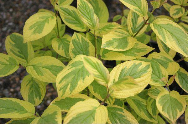 Превью изображения