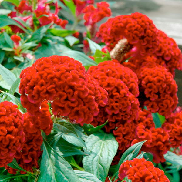 Превью изображения