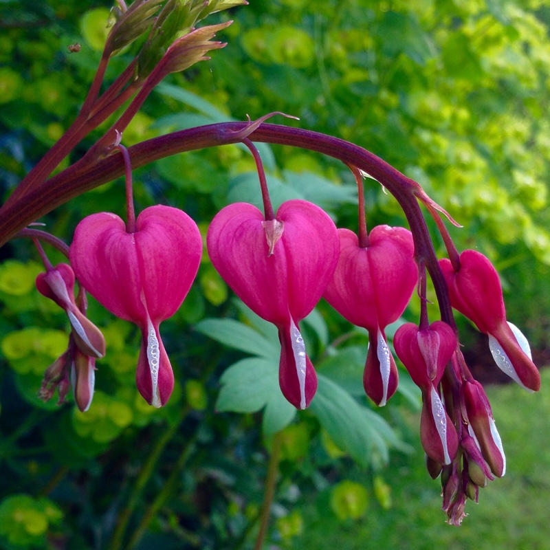 Превью изображения