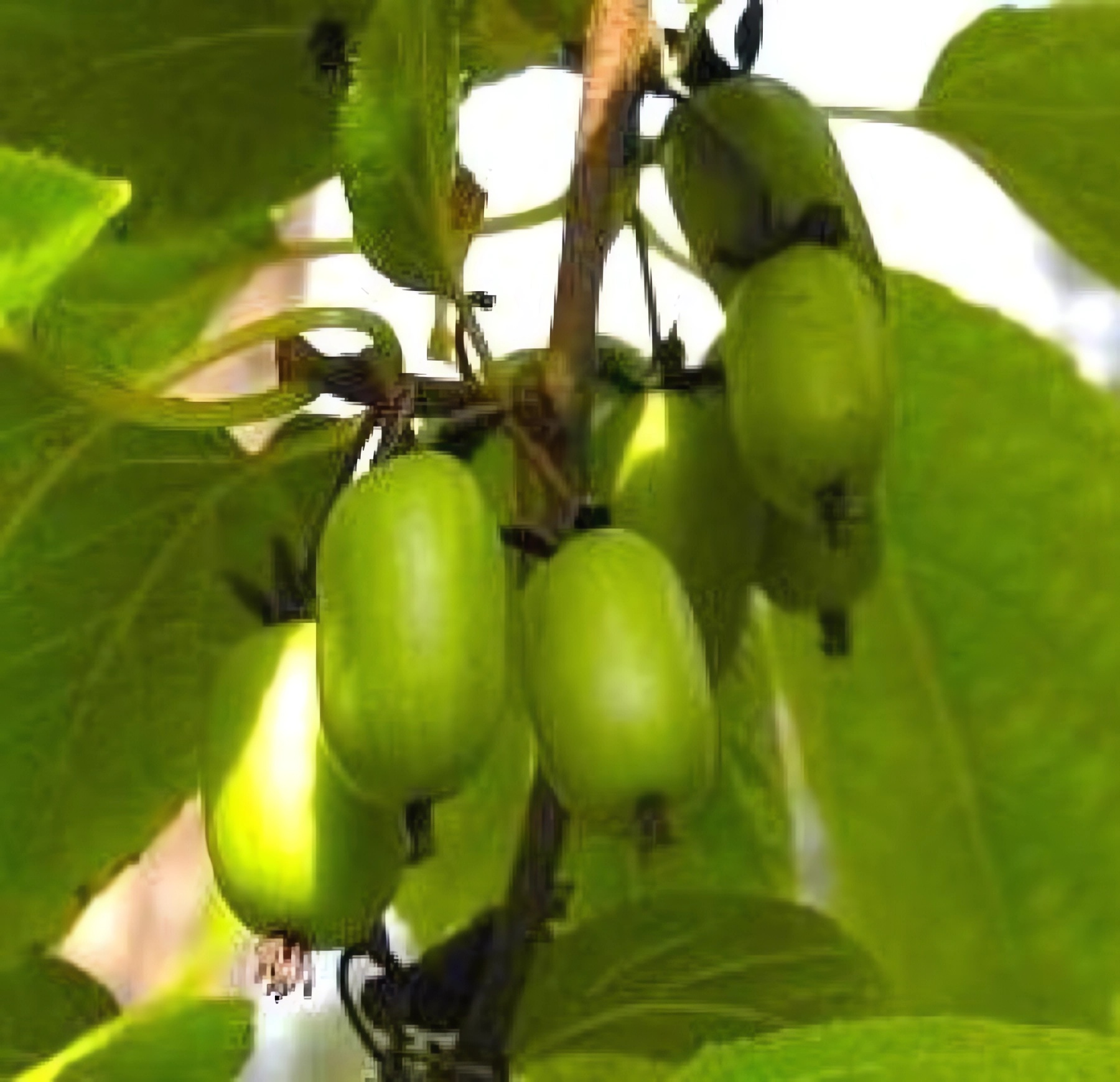 Превью изображения