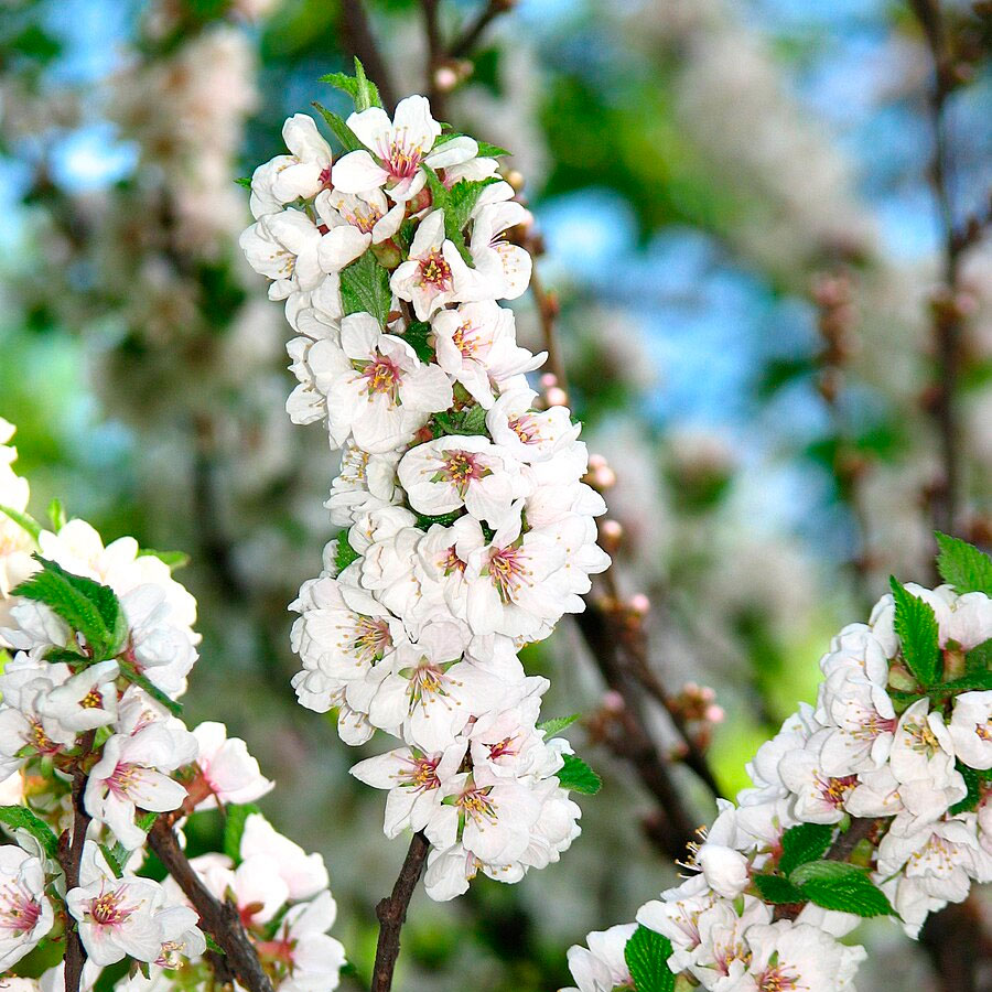 Превью изображения